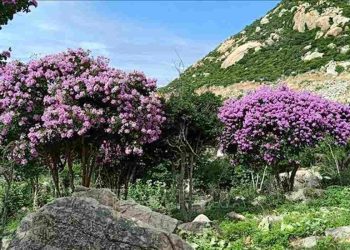 Tại sao hoa bằng lăng lại quan trọng với môi trường