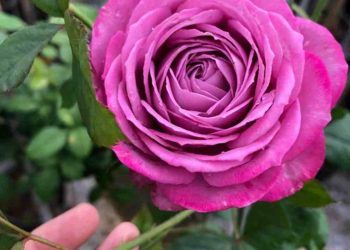 Nguồn gốc của Hoa Hồng Tím