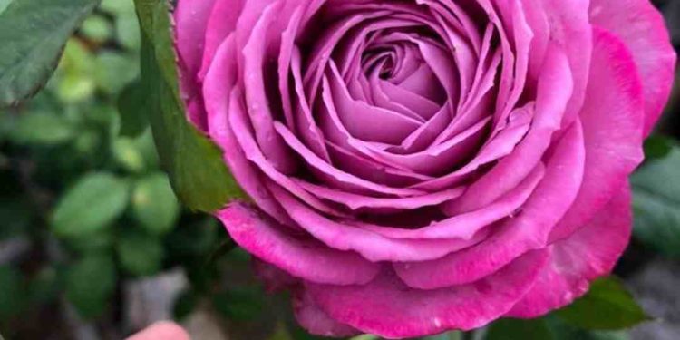 Nguồn gốc của Hoa Hồng Tím