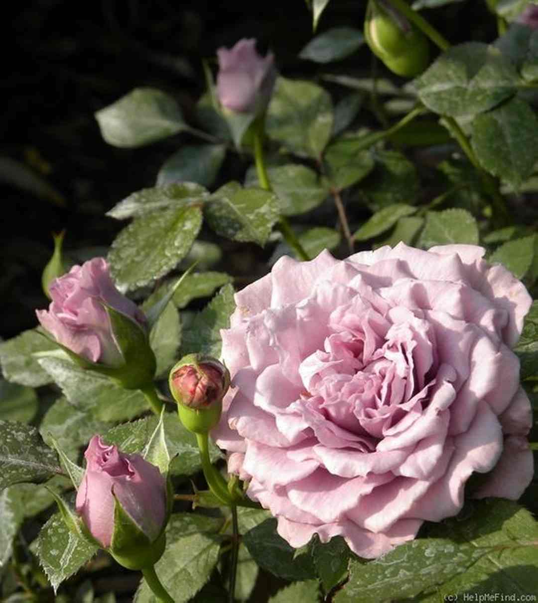 Purple Ice Cream rose