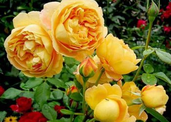 Có nhiều loại hoa hồng vàng khác nhau