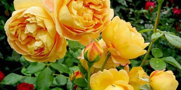 Có nhiều loại hoa hồng vàng khác nhau