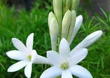 Các loại hoa huệ