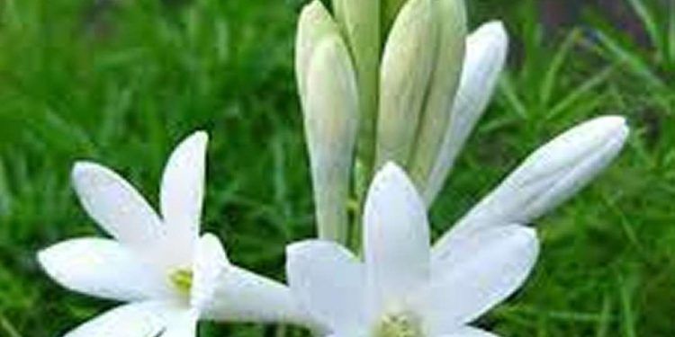 Các loại hoa huệ