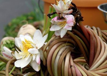 Một số đơn thuốc có sử dụng cây hoa súng