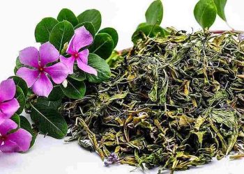 Hoa dừa cạn có thể giúp giảm huyết áp, giảm cholesterol