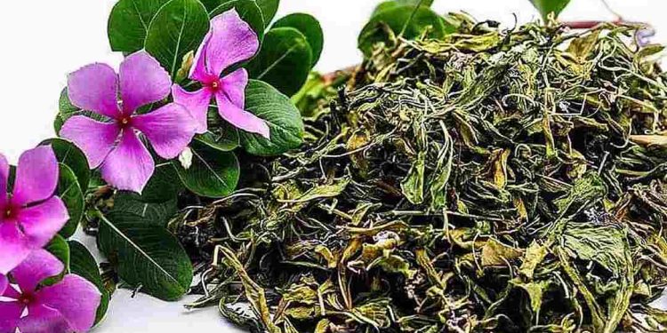 Hoa dừa cạn có thể giúp giảm huyết áp, giảm cholesterol