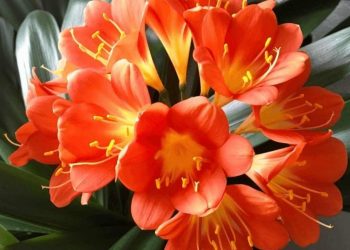 Một số bài thuốc hay với lan quân tử