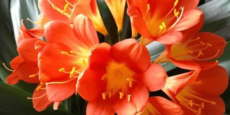 Một số bài thuốc hay với lan quân tử