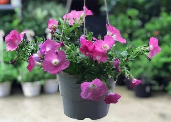 Hoa dạ yến thảo còn được biết đến với cái tên dạ yến thảo rủ