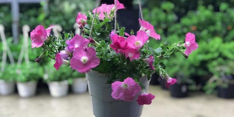 Hoa dạ yến thảo còn được biết đến với cái tên dạ yến thảo rủ