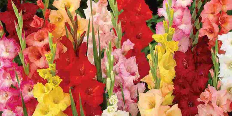 Cách chọn hoa Dơn phù hợp với mỗi dịp