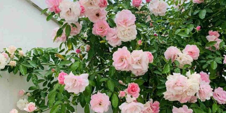 Hoa hồng leo có dễ trồng không