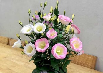 Chọn hoa phù hợp vơi không gian của bạn