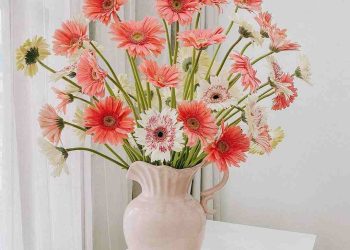 Cách cắm hoa đồng tiền đơn giản ai cũng làm được