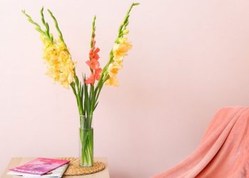 cách giữ hoa lay ơn lâu và không bị héo