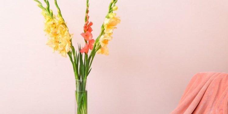 cách giữ hoa lay ơn lâu và không bị héo