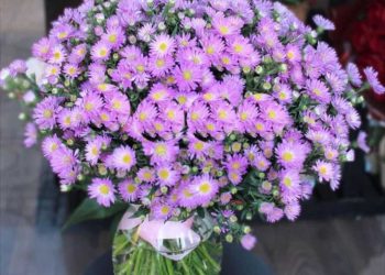 Cách tưới nước cho hoa thạch thảo