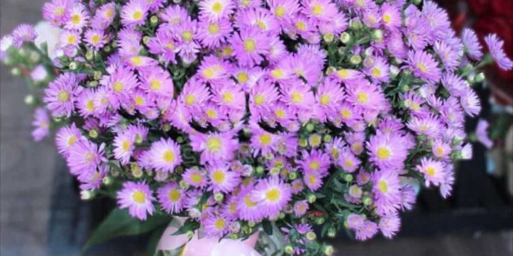 Cách tưới nước cho hoa thạch thảo