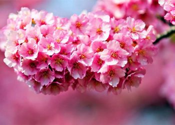 Cách bón phân cho hoa đào