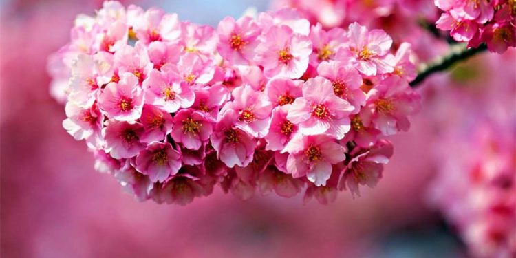 Cách bón phân cho hoa đào