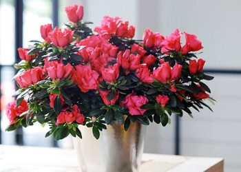 Cách chọn đỗ quyên phù hợp với môi trường sống