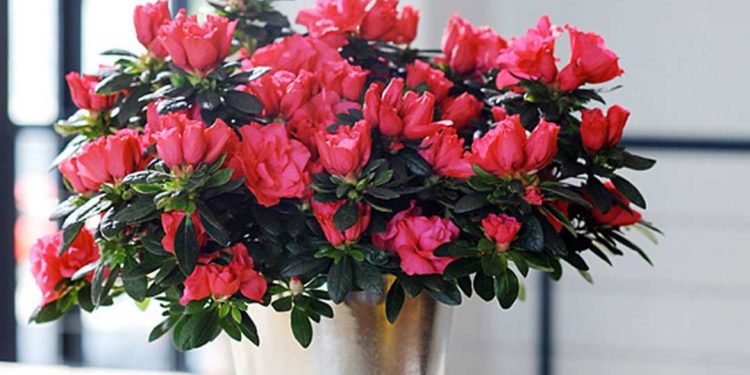 Cách chọn đỗ quyên phù hợp với môi trường sống