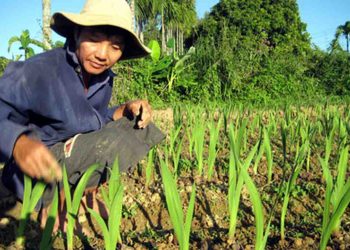 Cách chọn loại hoa dơn phù hợp với không gian