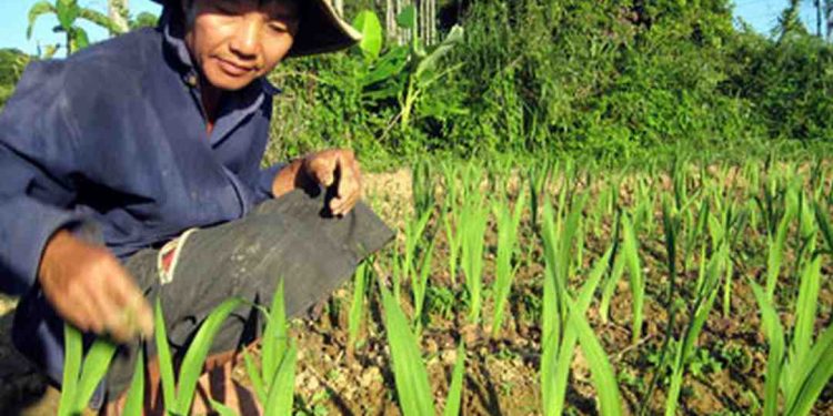 Cách chọn loại hoa dơn phù hợp với không gian