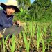 Cách chọn loại hoa dơn phù hợp với không gian
