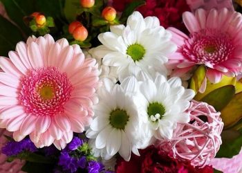 Cách bón phân cho hoa