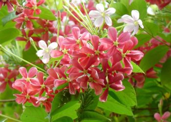 Cách chống bệnh và sâu bệnh cho Hoa Sử Quân Tử