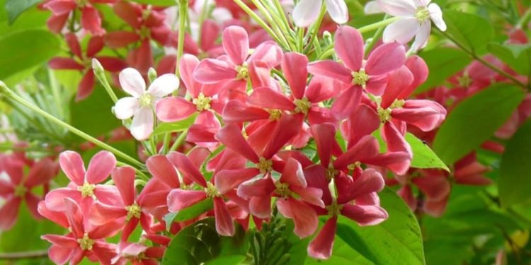 Cách chống bệnh và sâu bệnh cho Hoa Sử Quân Tử