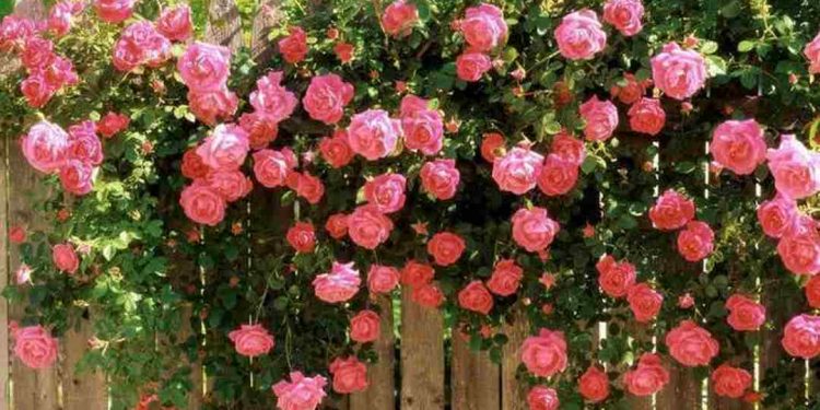 Cần có phương pháp chăm sóc hoa