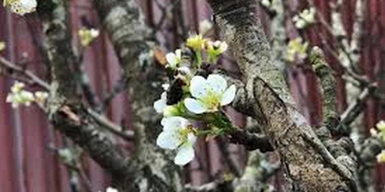 Cây Hoa Lê còn được biết đến với tên gọi là cây Mắc Cọp