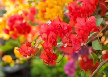 Nhân giống hoa giấy ngũ sắc