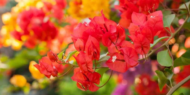 Nhân giống hoa giấy ngũ sắc
