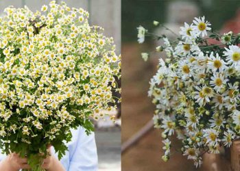 Đặc điểm, phân loại hoa cúc tana