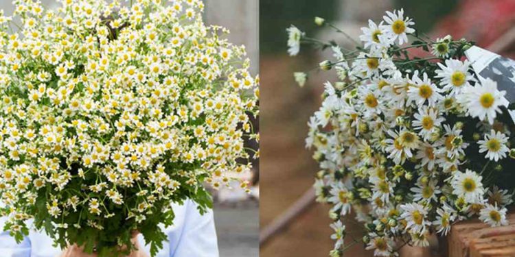 Đặc điểm, phân loại hoa cúc tana