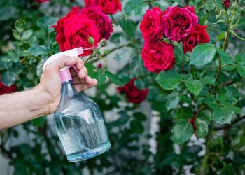 Cách đơn giản nhất để trồng hoa hồng là chọn loại cây khỏe mạnh