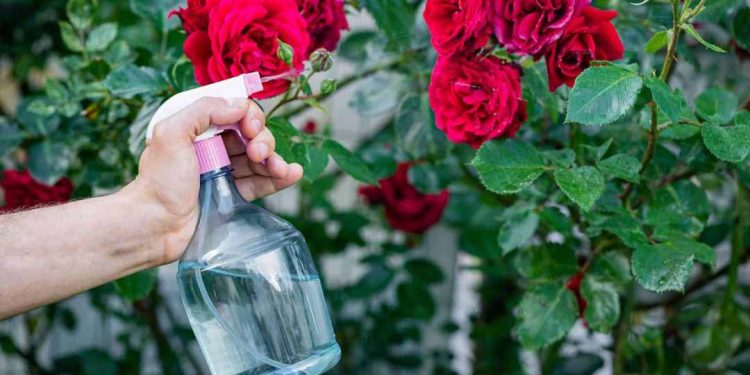 Cách đơn giản nhất để trồng hoa hồng là chọn loại cây khỏe mạnh