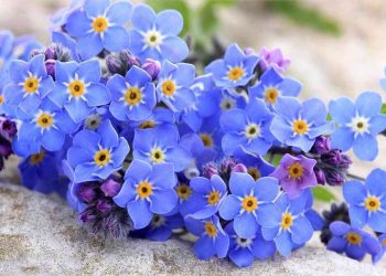 Kích thước của hoa lưu ly phụ thuộc vào số lượng hoa