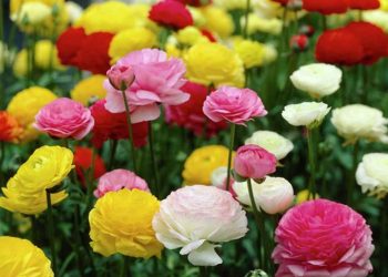 Giữ ẩm đất cho hoa