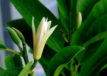 xử lý các bệnh thường gặp