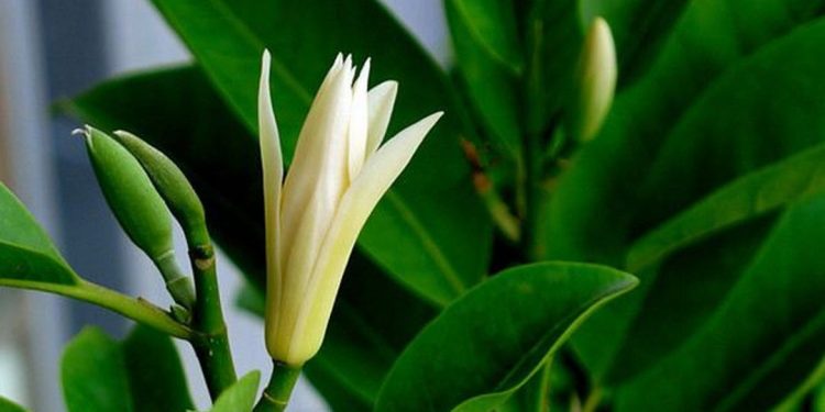 xử lý các bệnh thường gặp