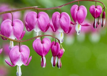 Hoa tigon hay còn được gọi là hoa tim vỡ