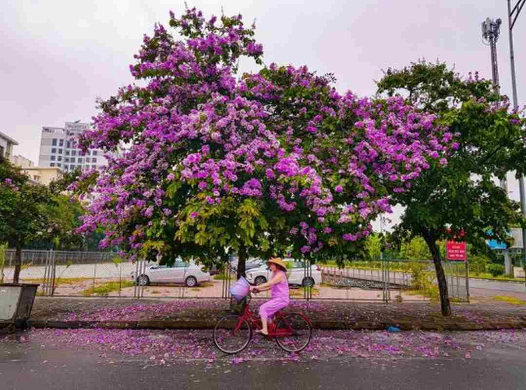 Chọn hoa bằng lăng để trồng