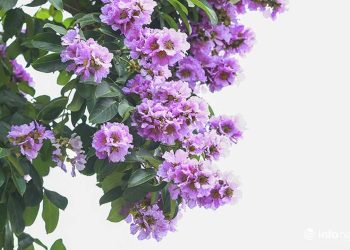 Lựa chọn đất phù hợp