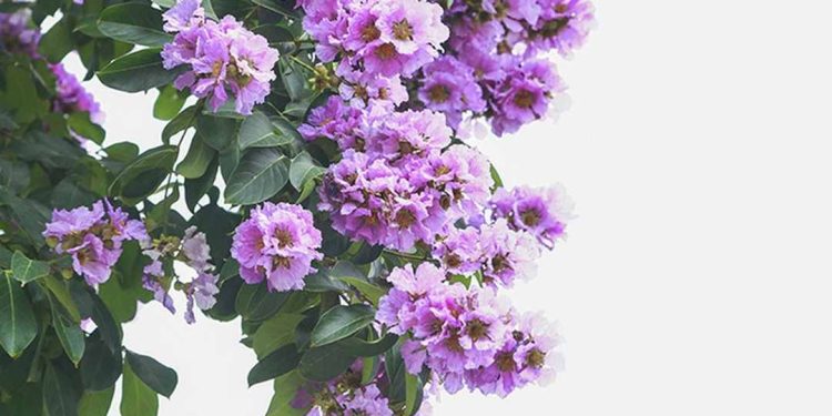 Lựa chọn đất phù hợp