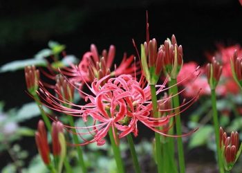 Cách lựa chọn hoa bỉ ngạn để trồng